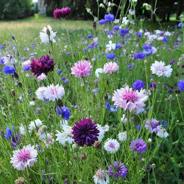 Premium Mixed Cornflower Seeds (Bachelor's Button) - Non-GMO